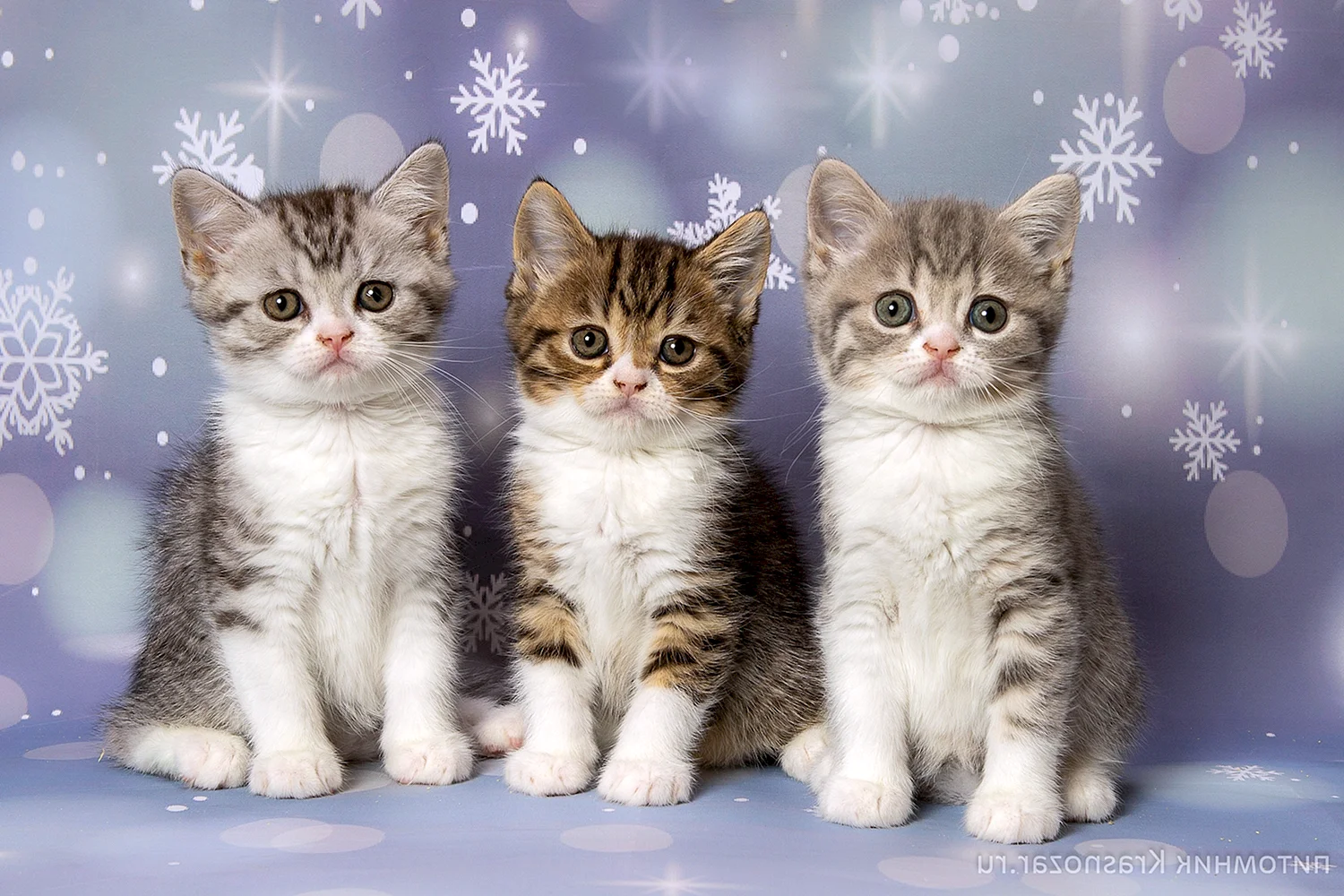 Три кошки с новым годом