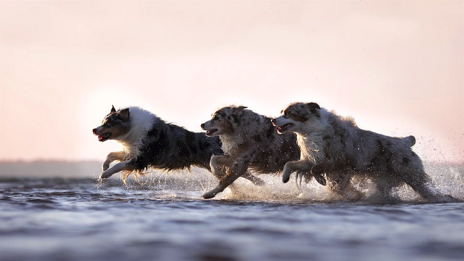 Три собаки бегут