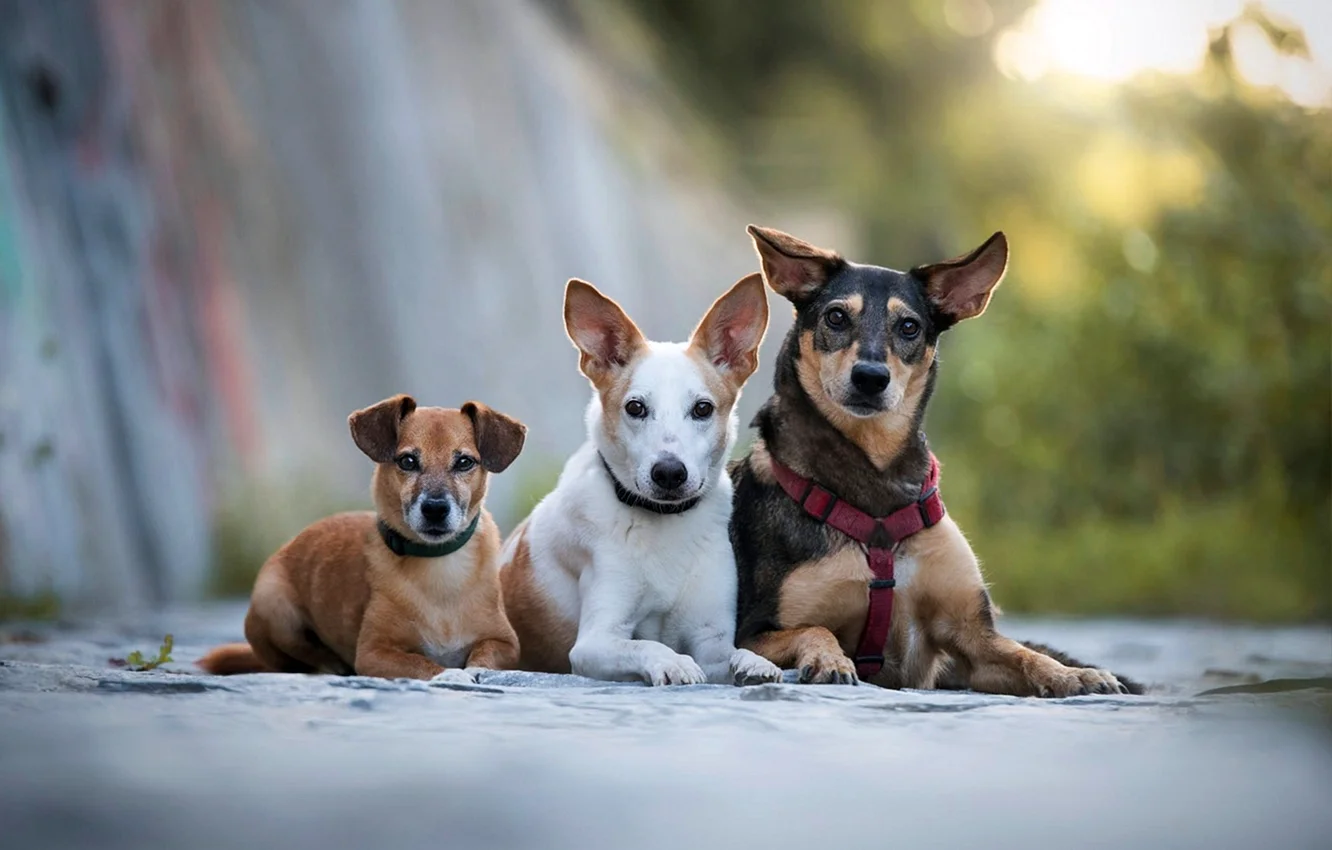 Три собаки разных пород