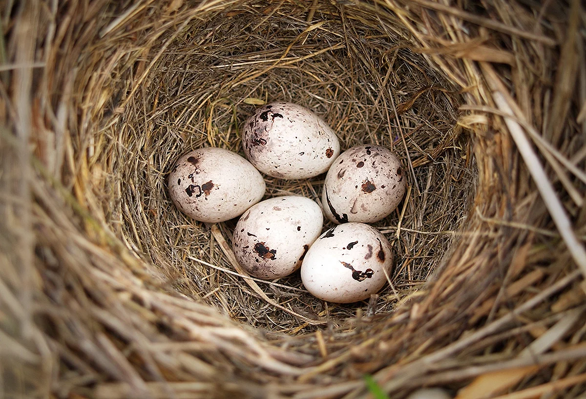 Трясогузка гнездо с яйцами