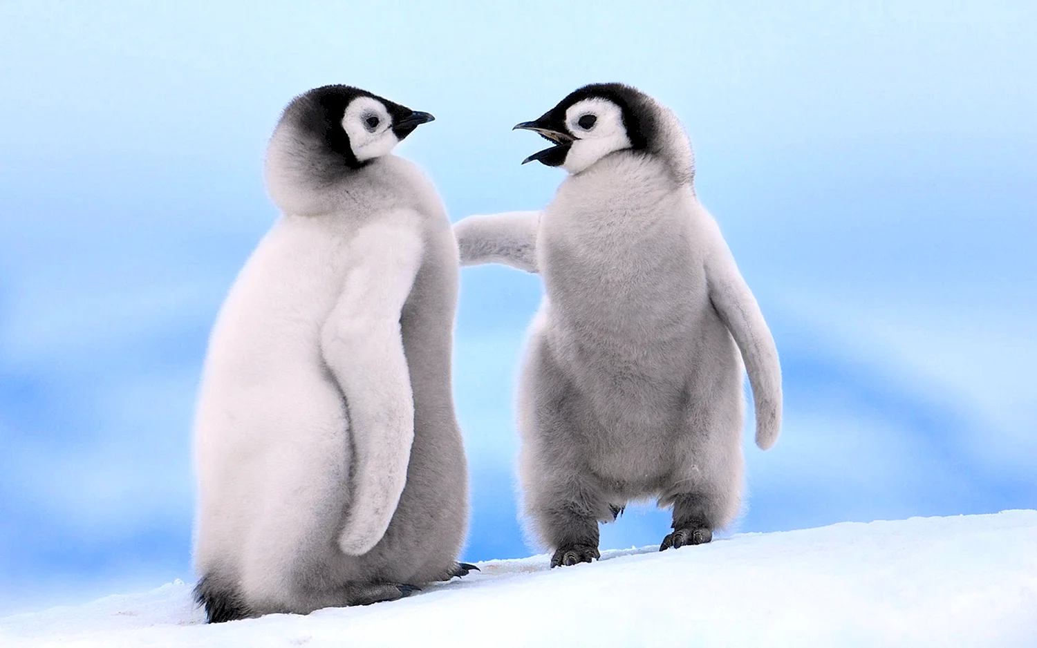 Триптих с пингвинами
