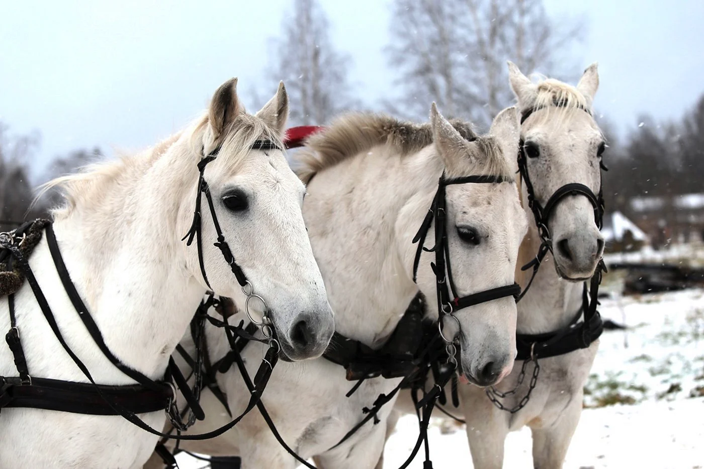Тройка тройка тройка белых лошадей