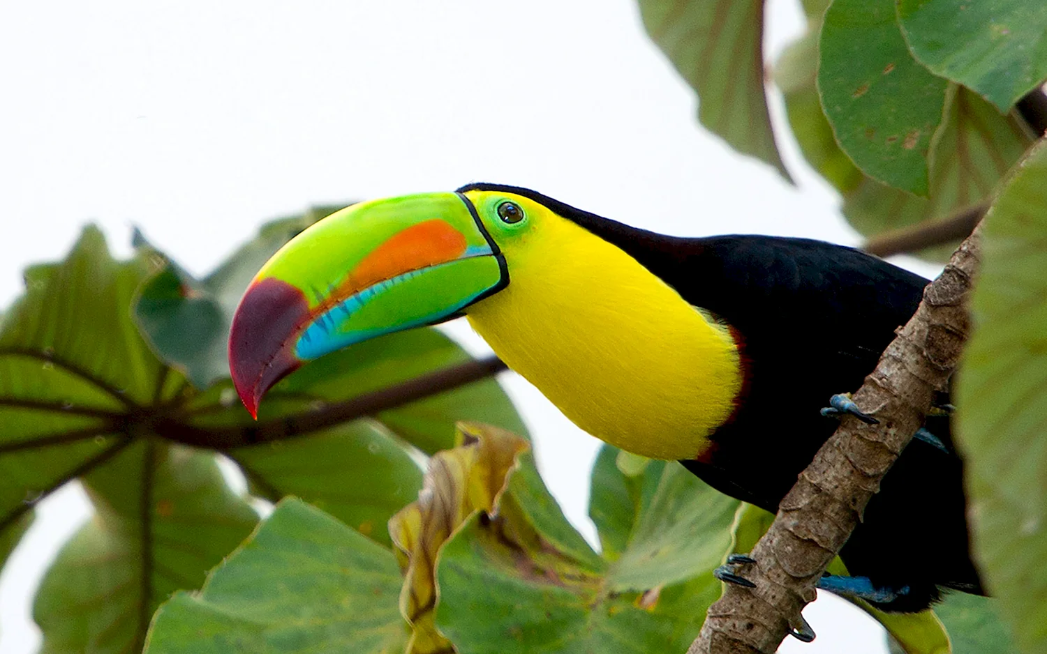 Тропическая птица Тукан