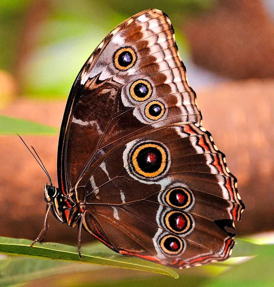 Тропические бабочки Калиго