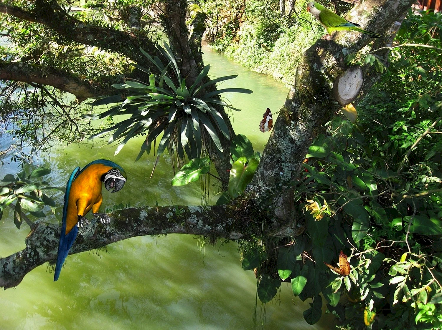 Тропические леса амазонки в Бразилии птицы