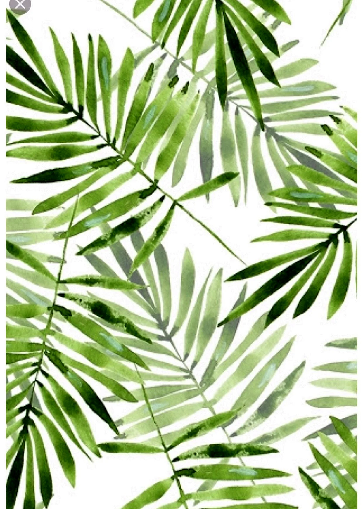 Тропические листья хамедорея
