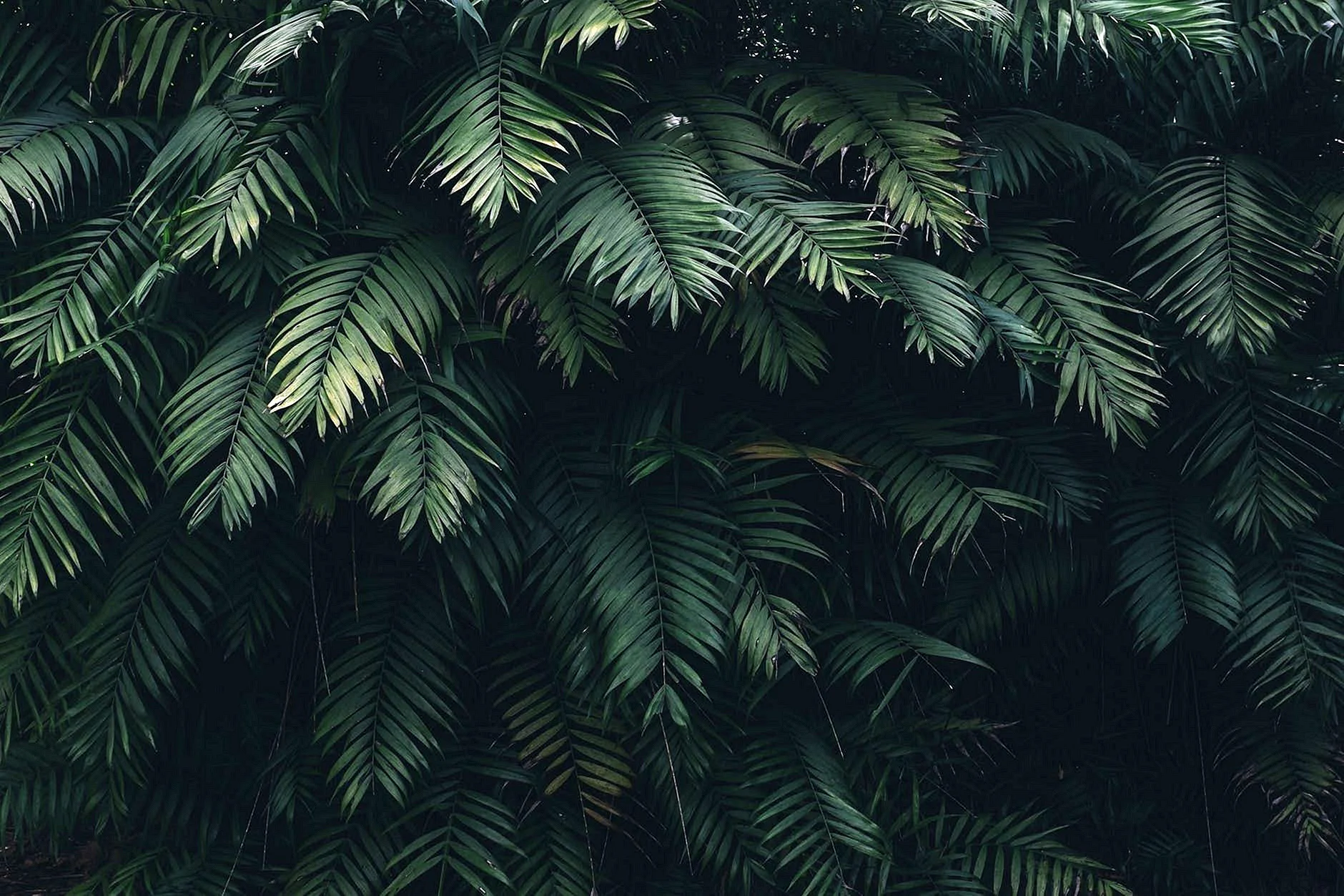 Тропические листья на темном фоне