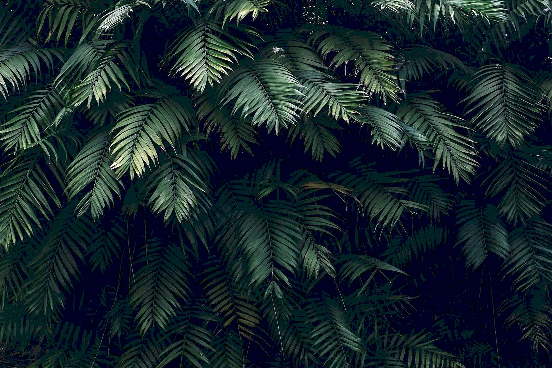 Тропические листья на темном фоне