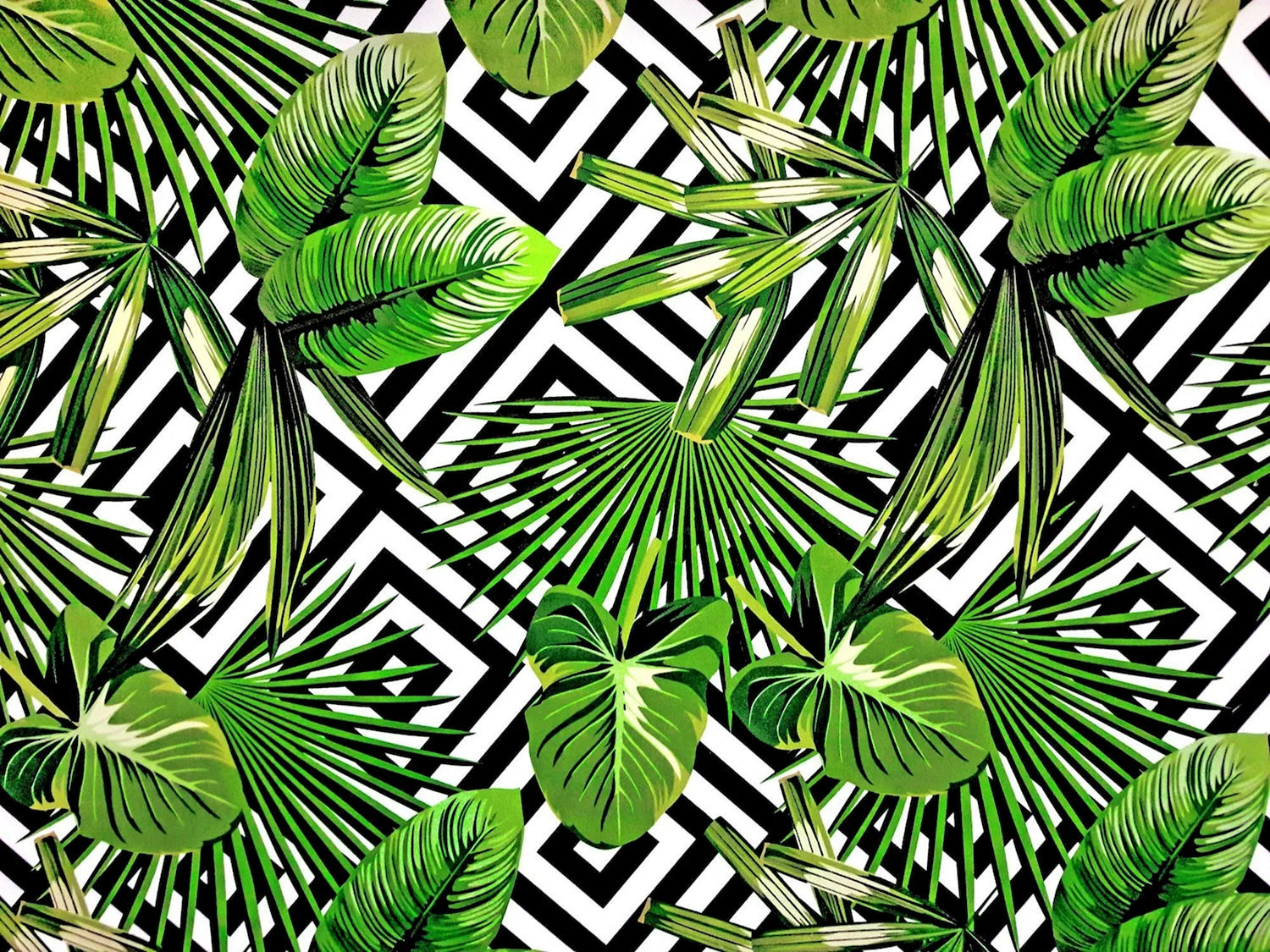 Тропические листья Пинтерест