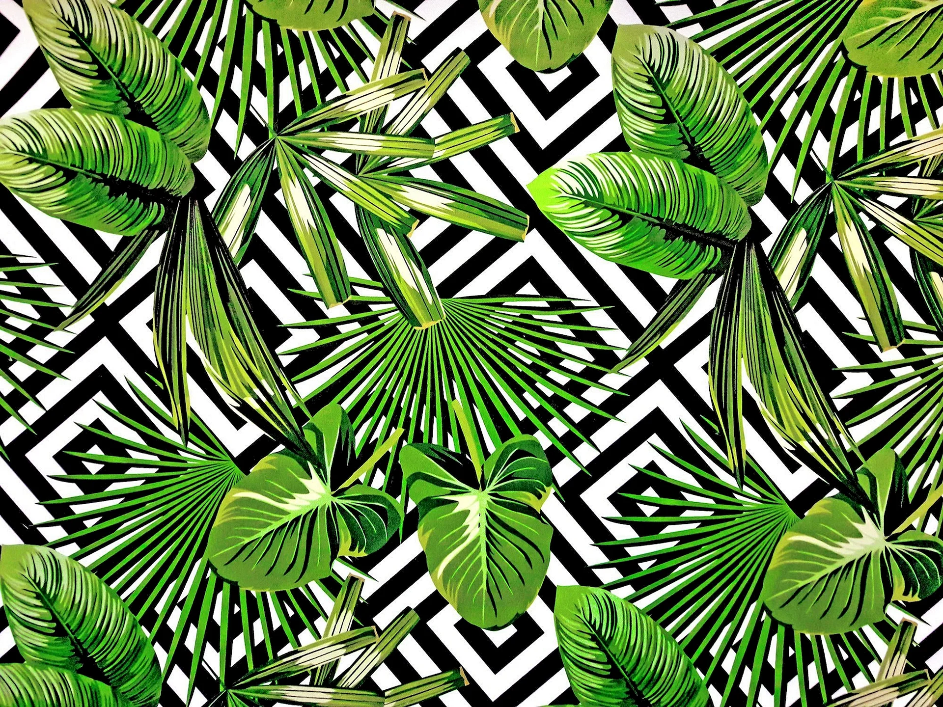 Тропические листья Пинтерест