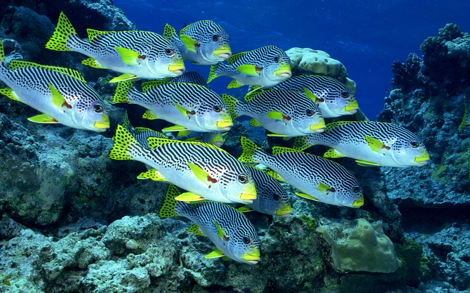 Тропические рыбки