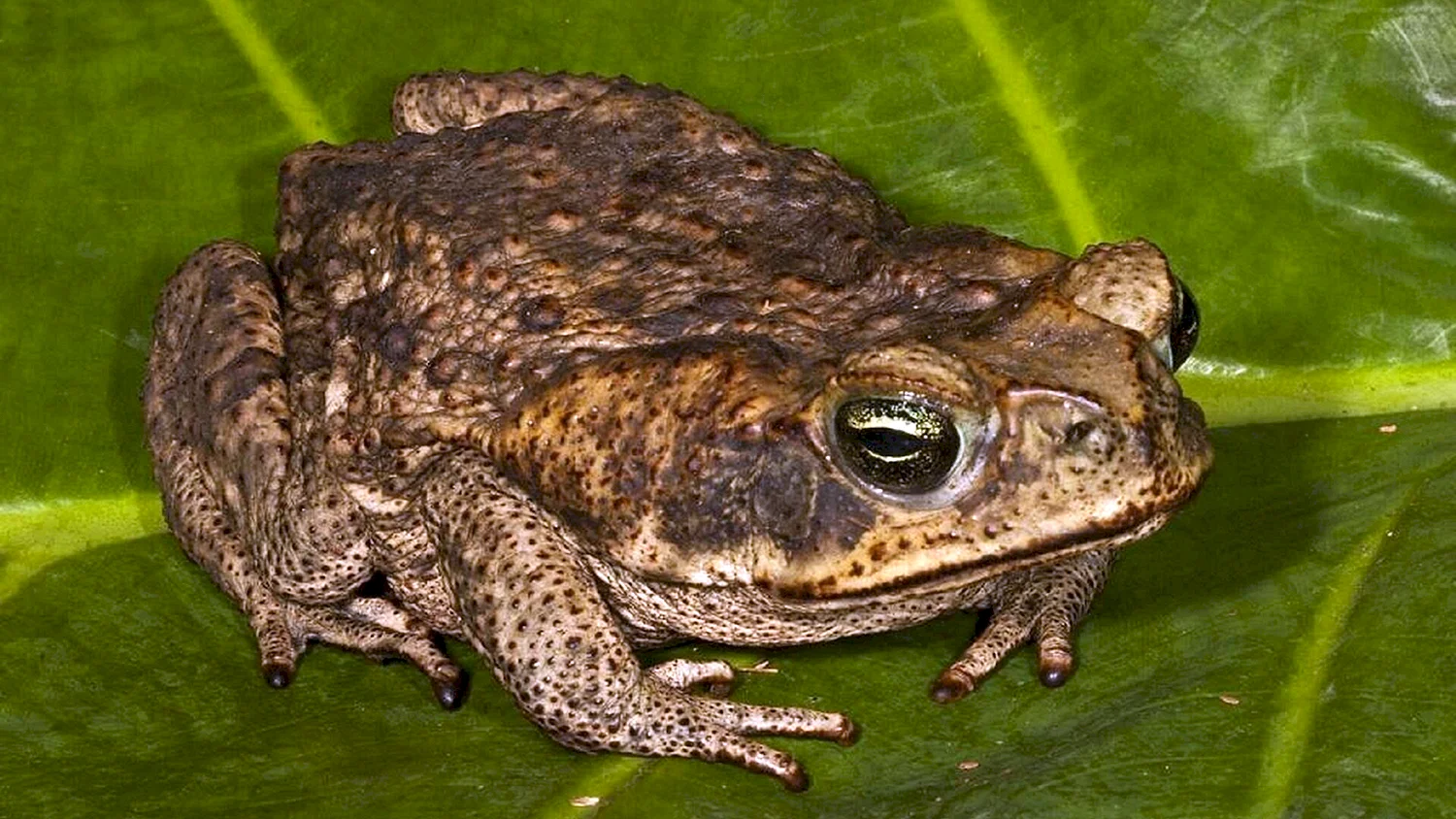 Тростниковая жаба (Bufo Marinus)