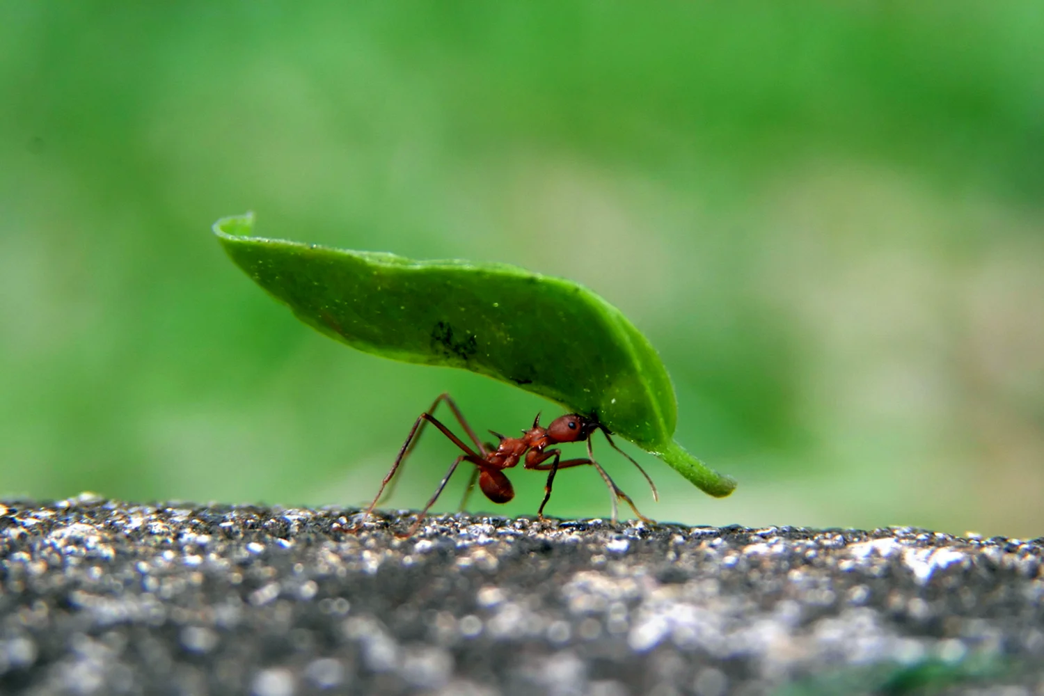 Трудолюбивый муравей