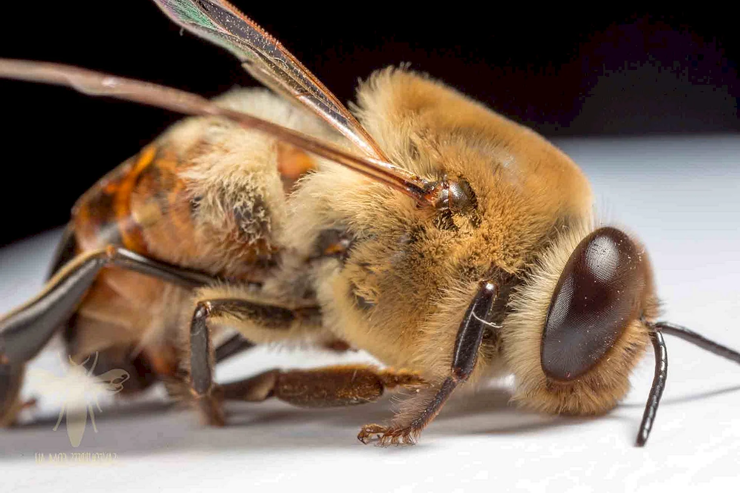Трутень пчела