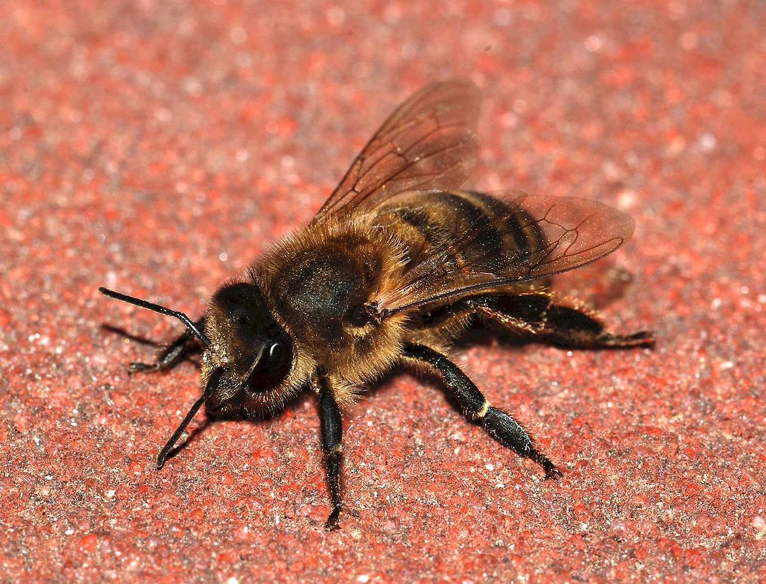Трутень пчела