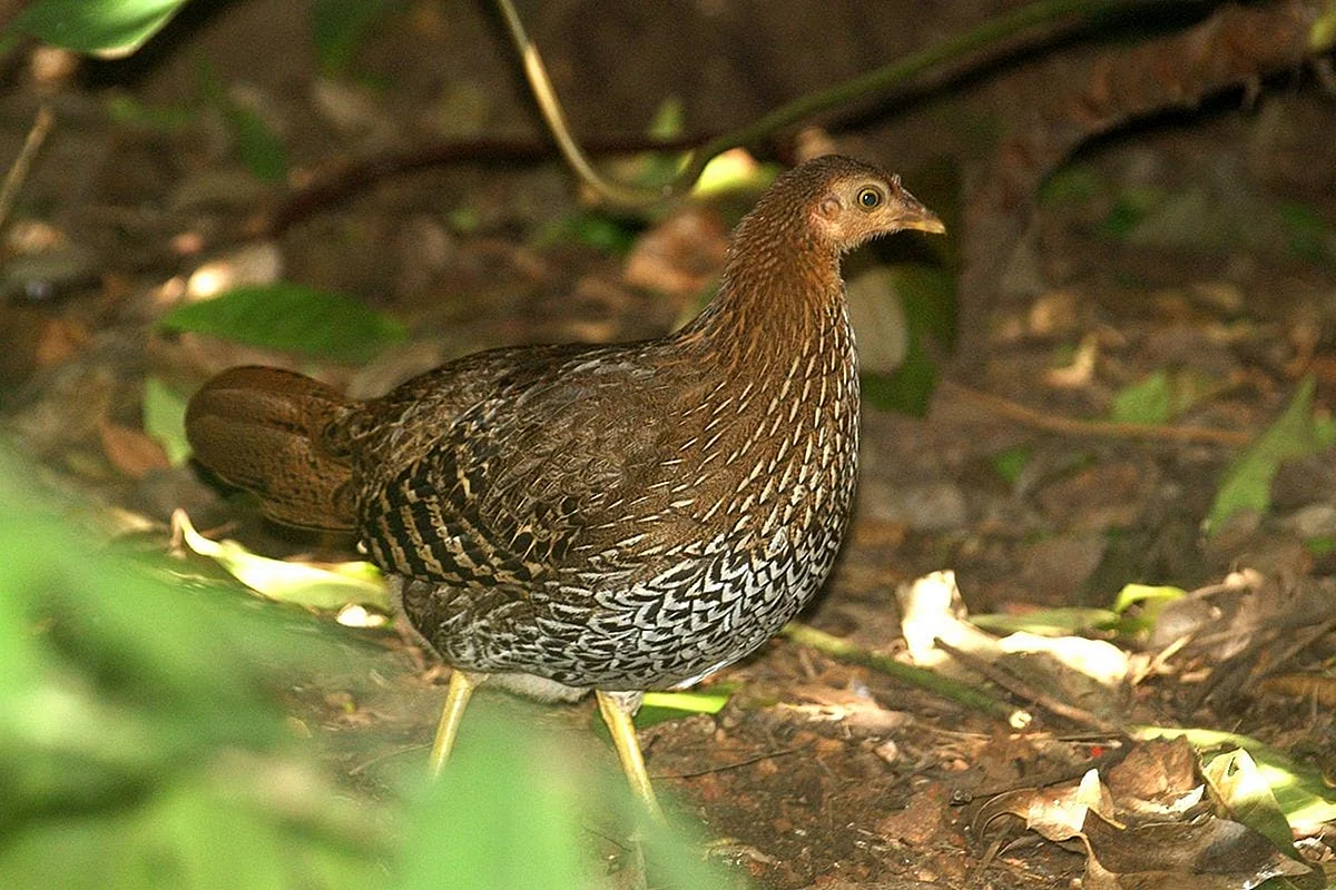 Цейлонская джунглевая курица