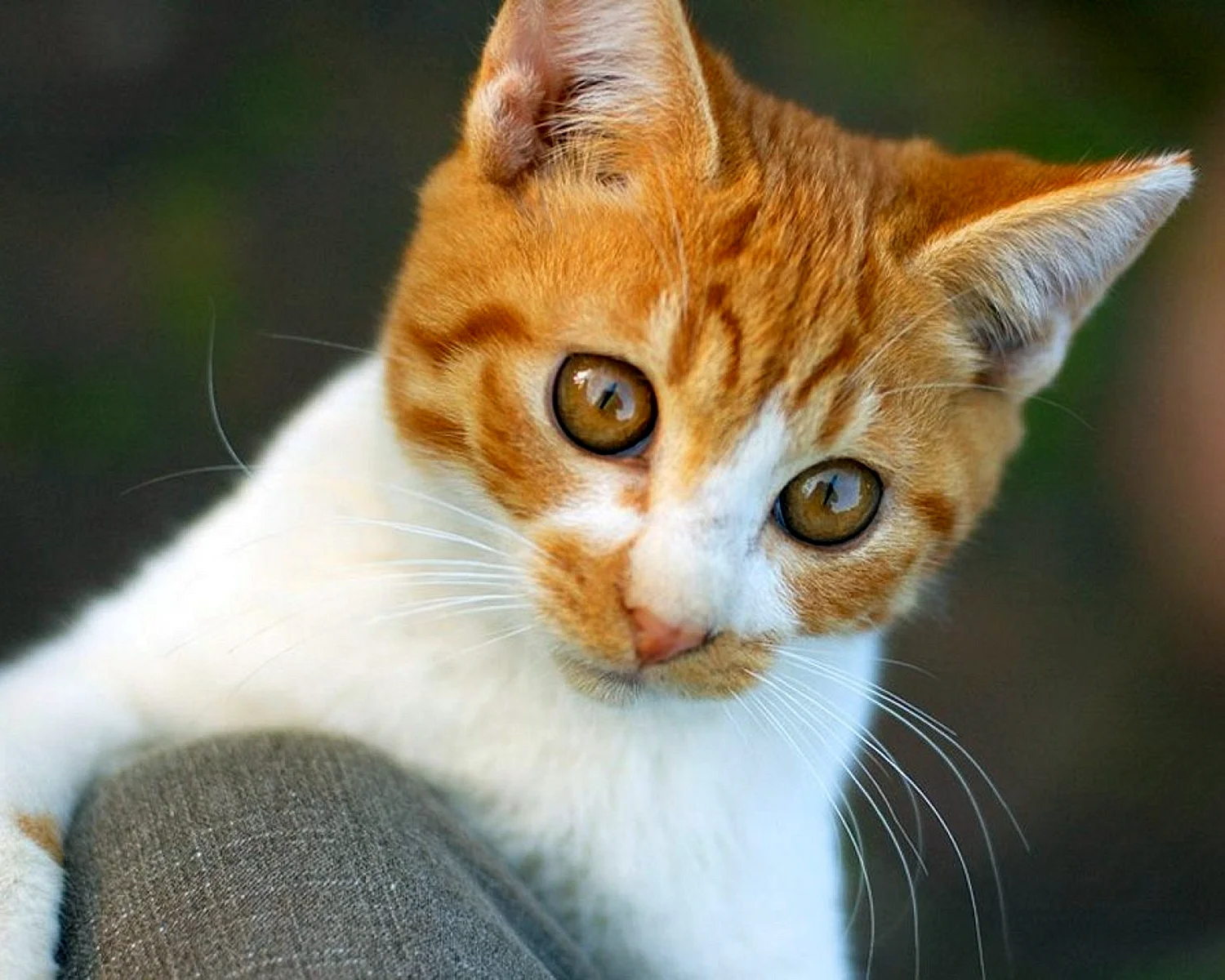Цейлонская короткошерстная кошка