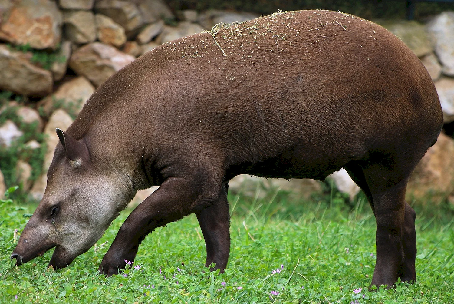 Центральноамериканский тапир
