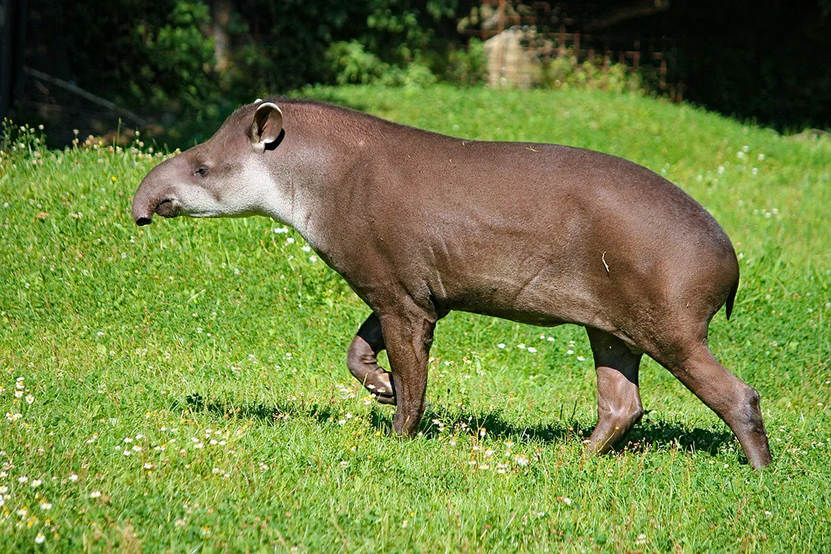 Центральноамериканский тапир (Tapirus bairdii)