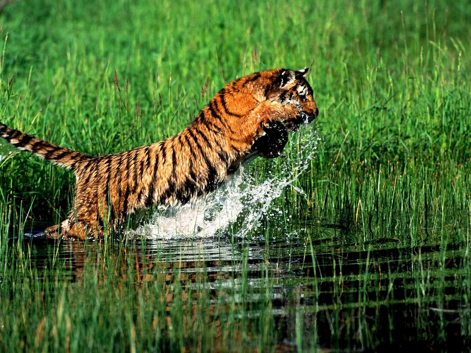 Циния бенгальский тигр