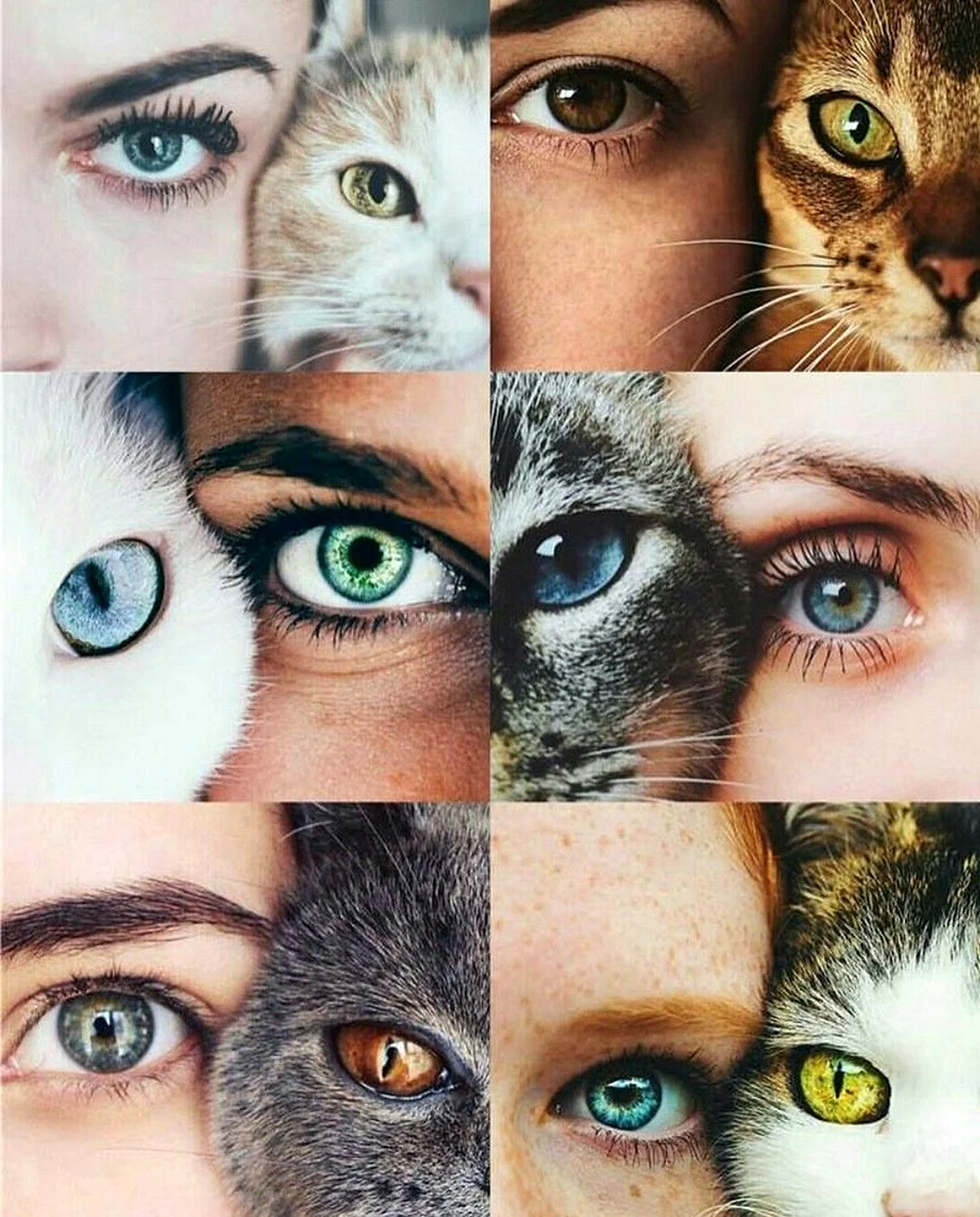 Цвет глаз у кошек