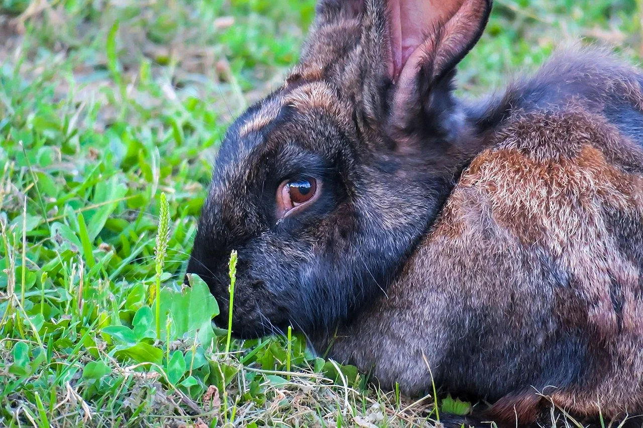 Цвет глаз у кроликов