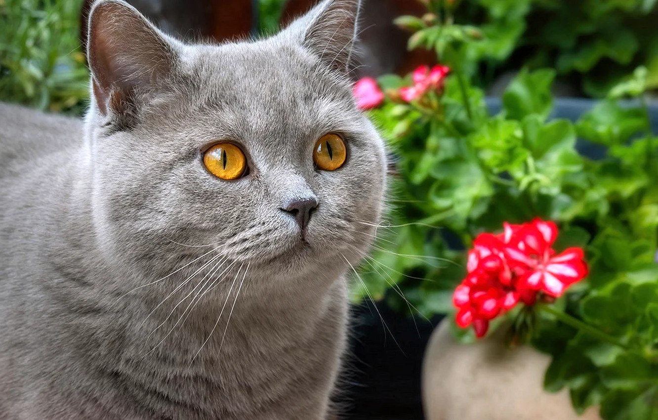 Цвета британских кошек