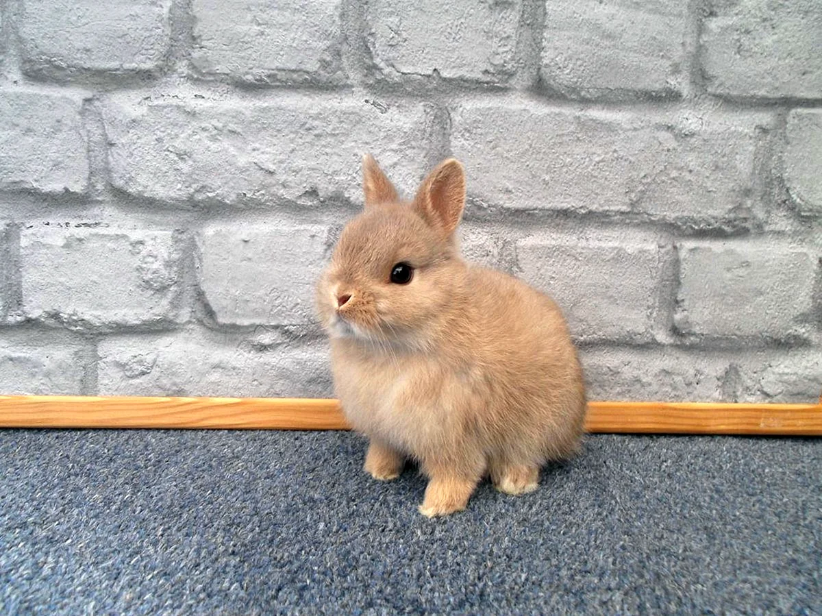 Цветной карликовый кролик