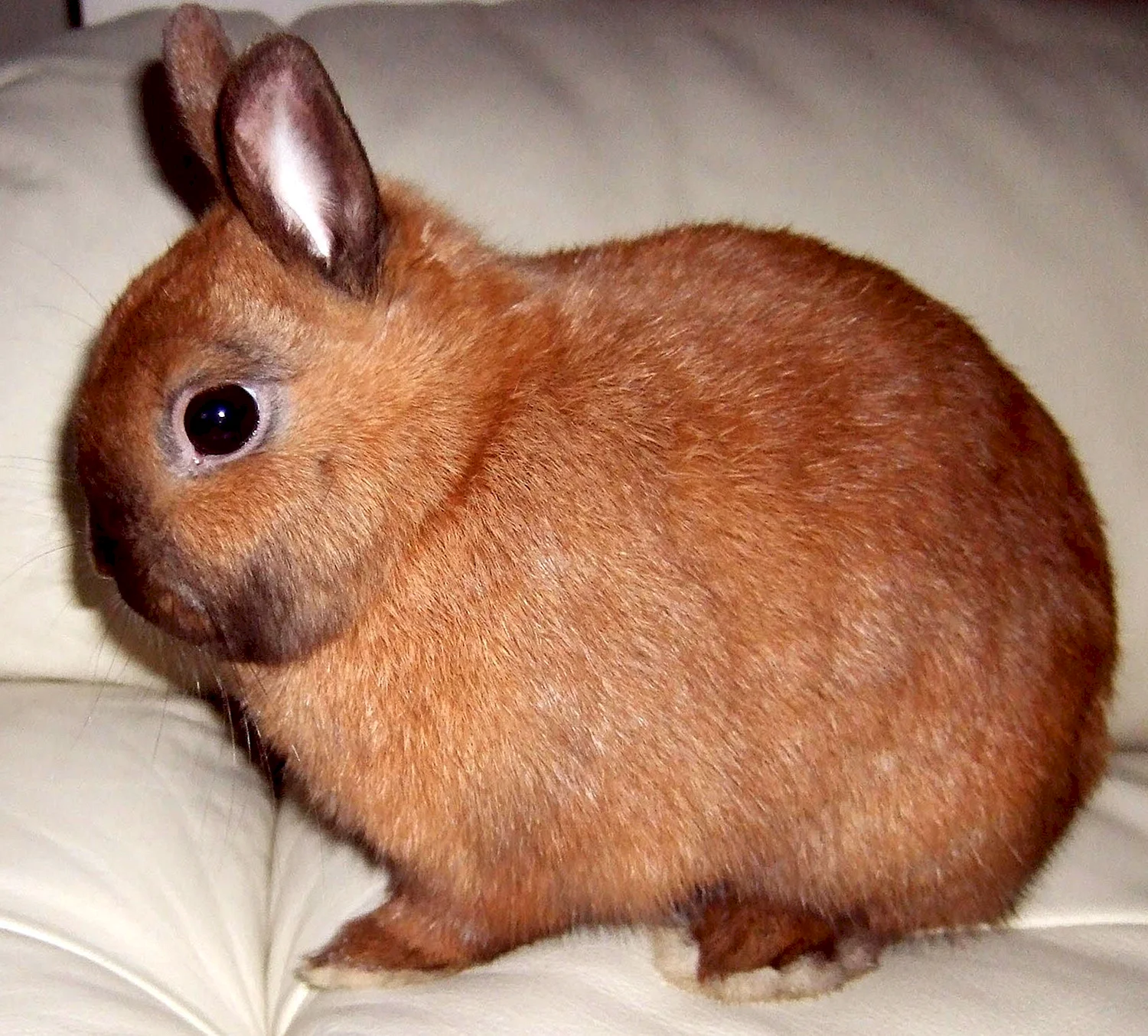 Цветной карликовый кролик рекс