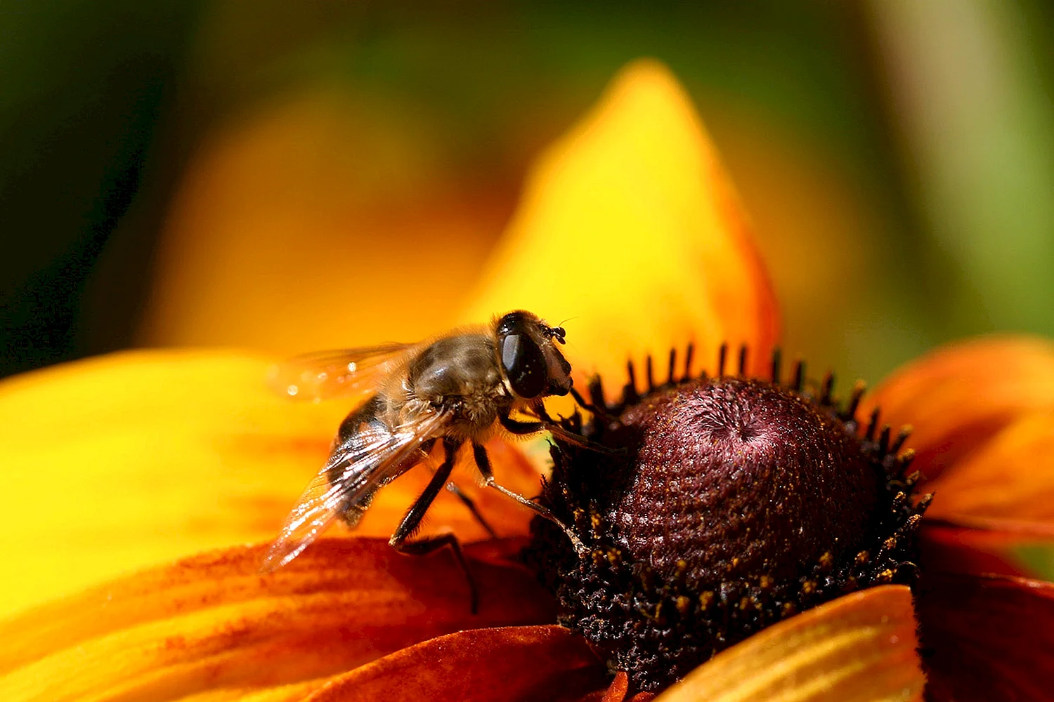 Цветочная Муха и пчела