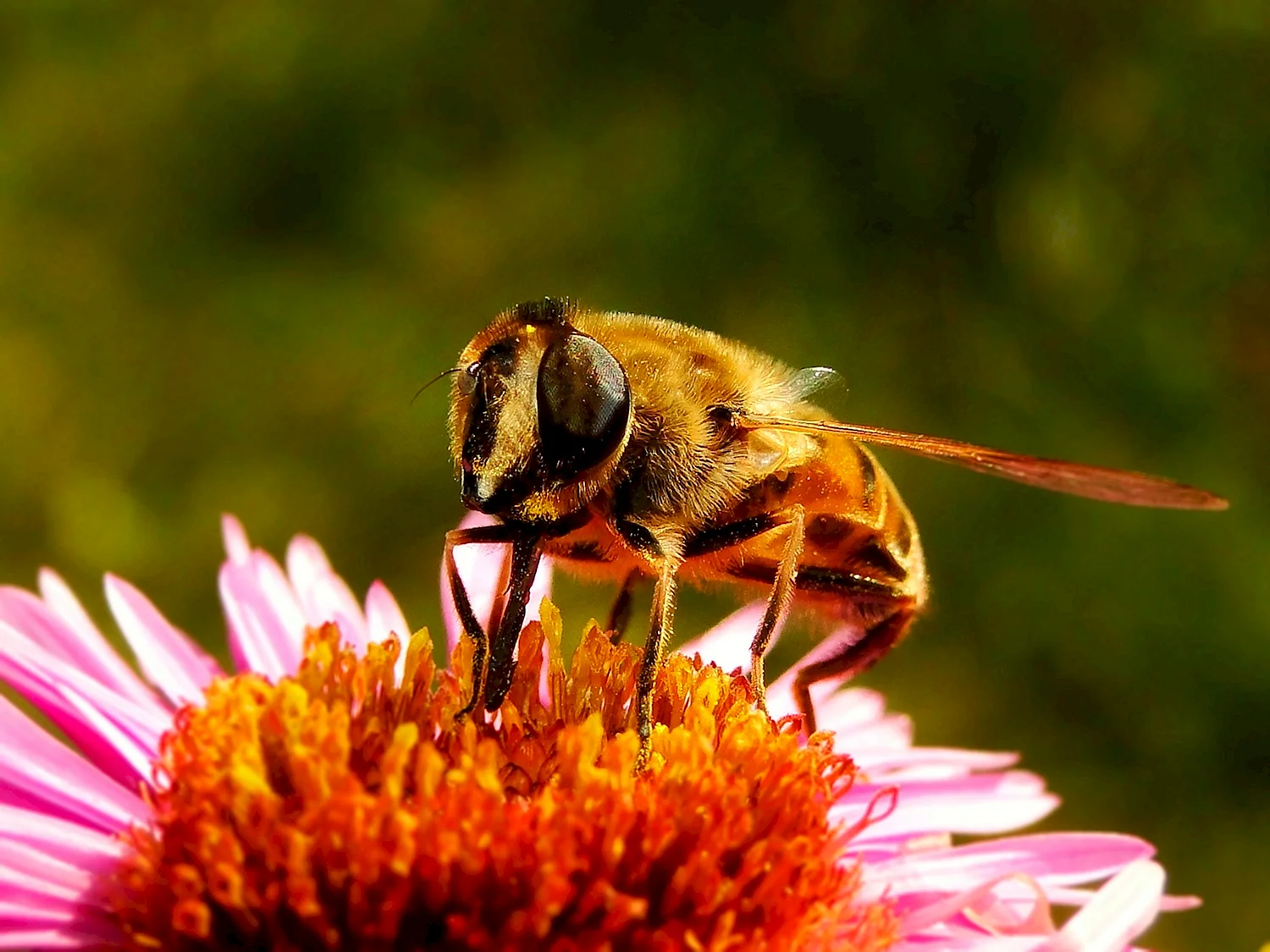 Цветочная Муха и пчела