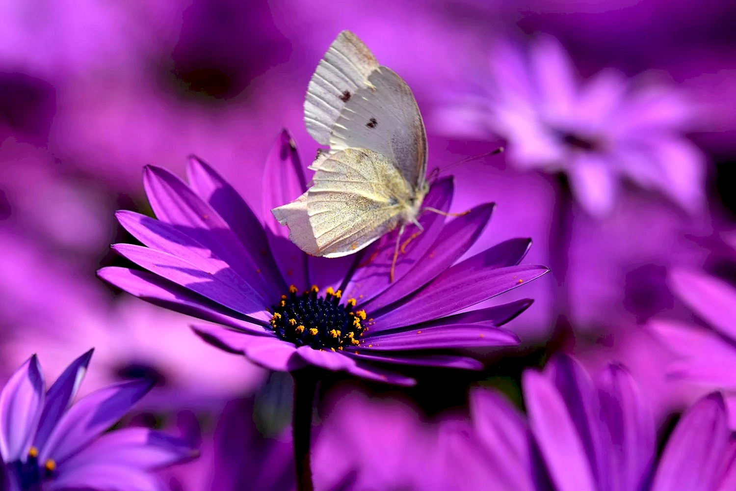 Цветок бабочки фиолетовый