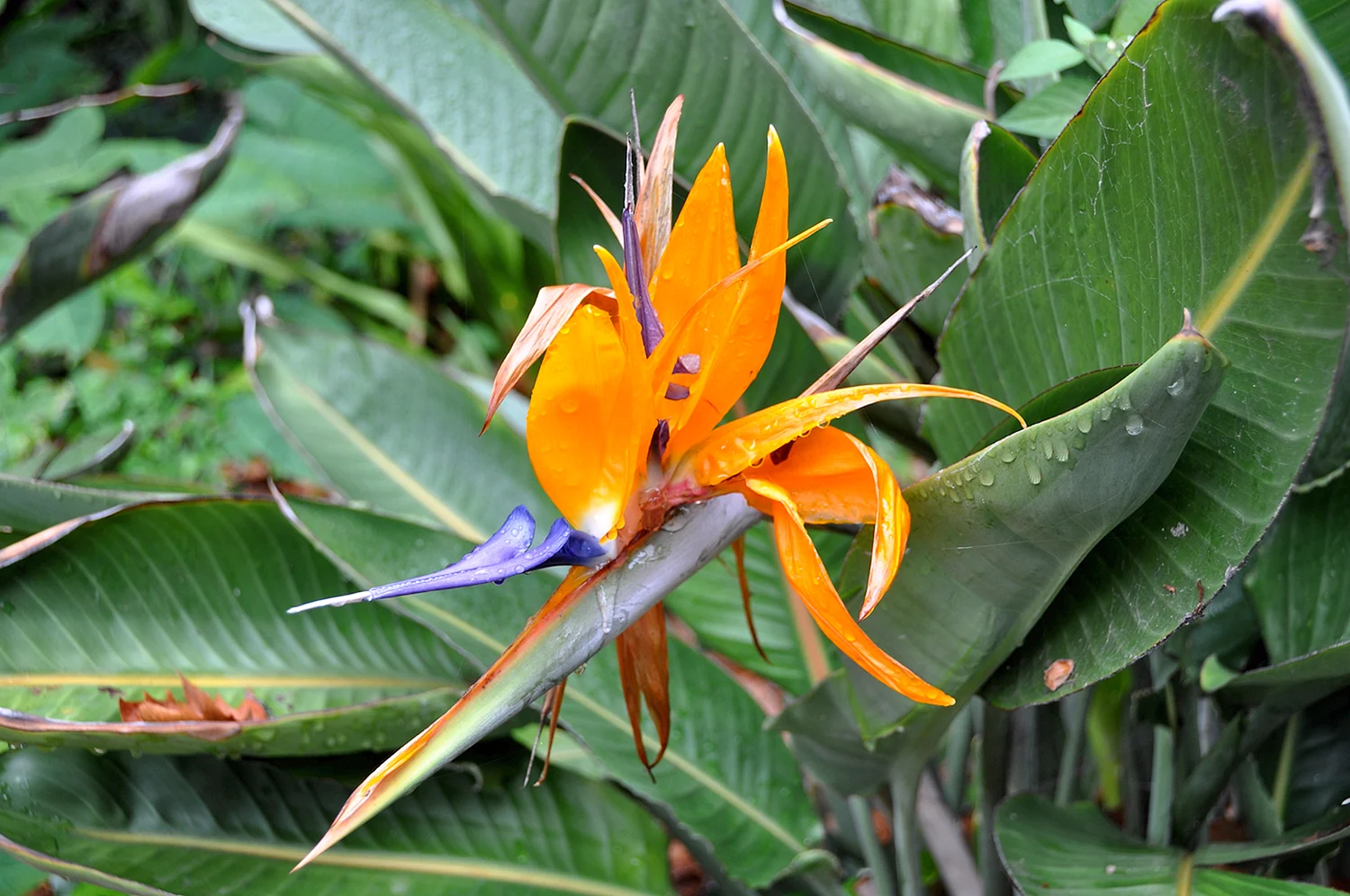 Цветок джунгли оранж