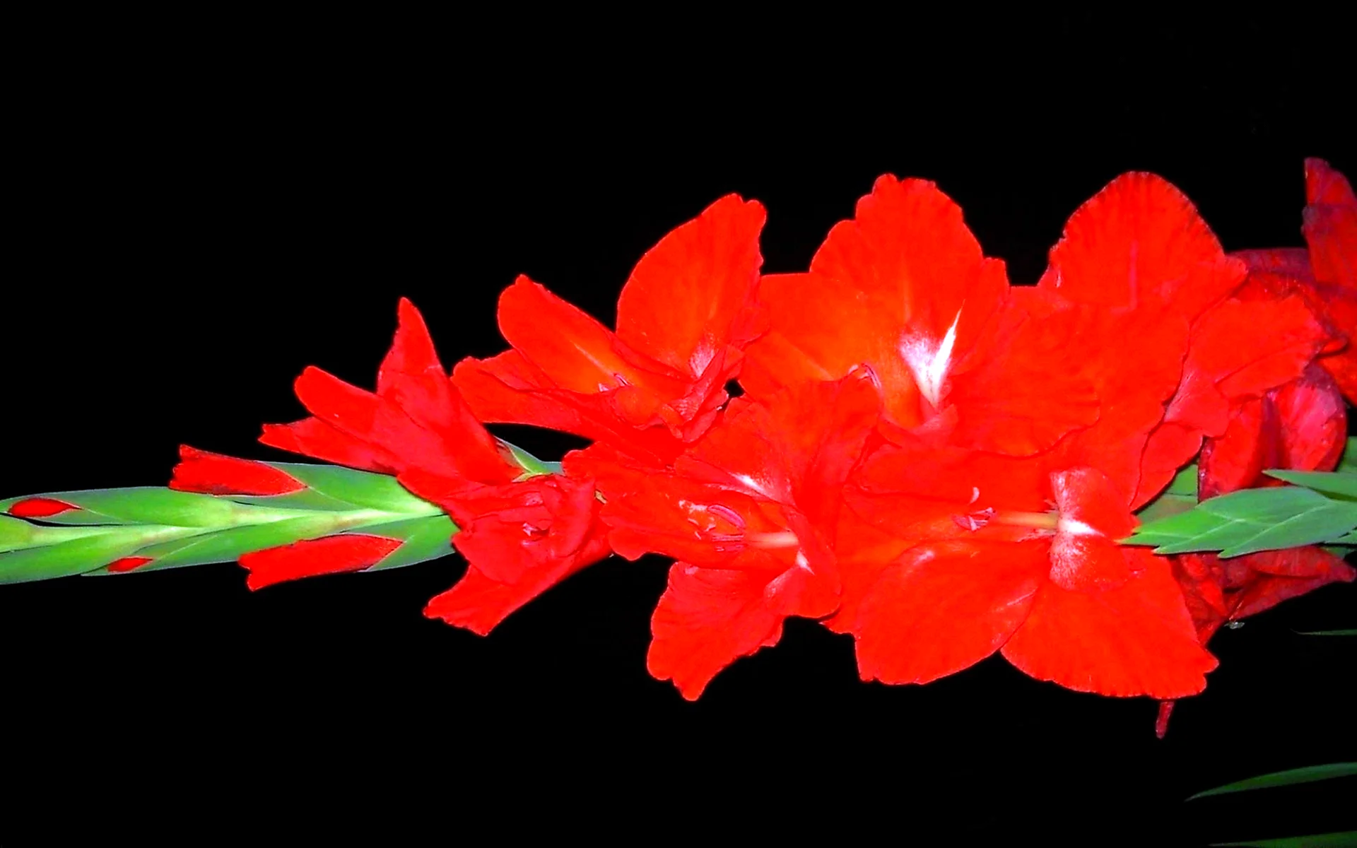 Цветок Гладиолус Аркас