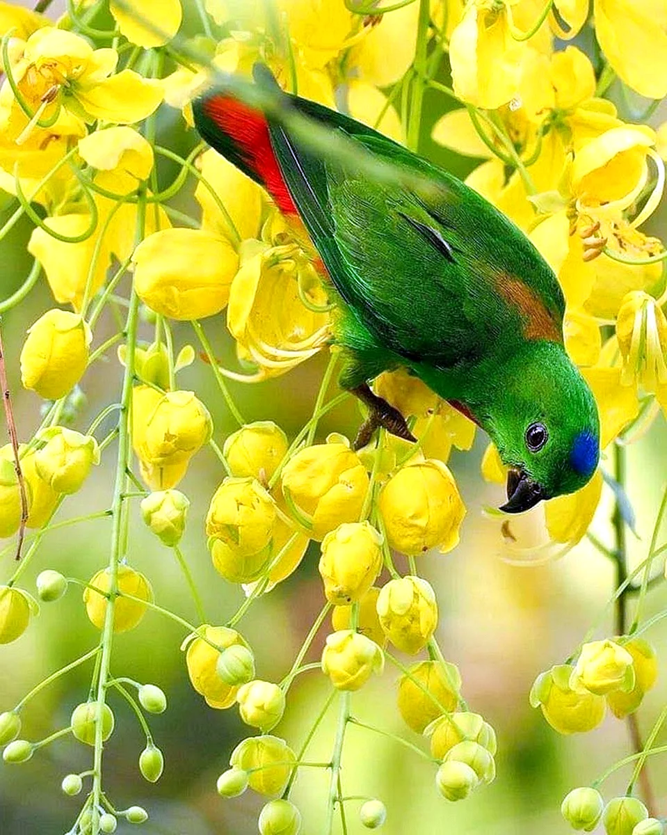 Цветок попугайчик