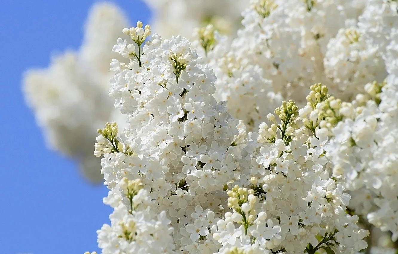 Цветы белой сирени