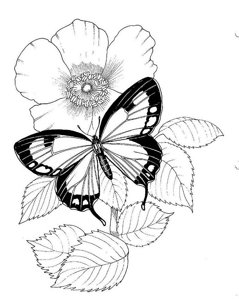 Цветы и бабочки. Раскраска