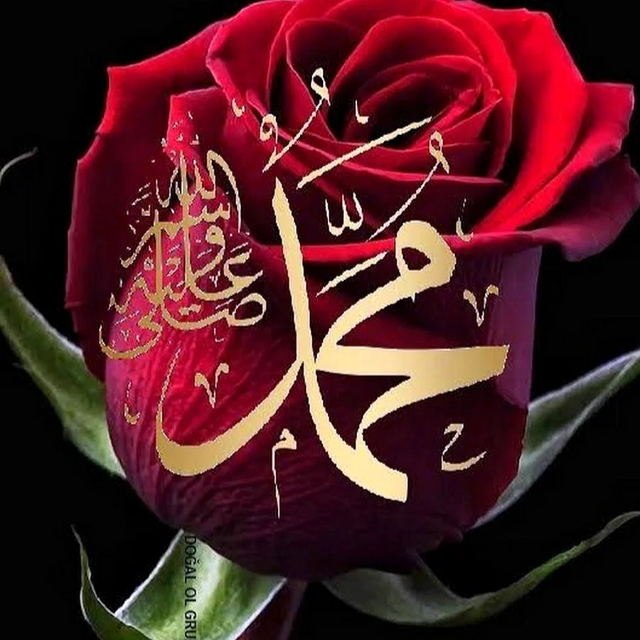 Цветы Ислам