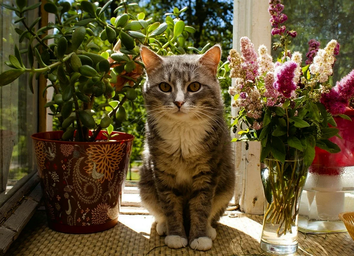 Цветы на подоконнике и кот