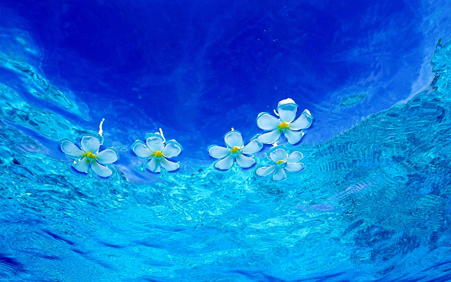 Цветы на воде