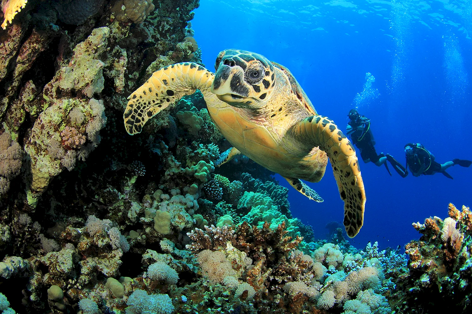Туббатаха риф черепаха
