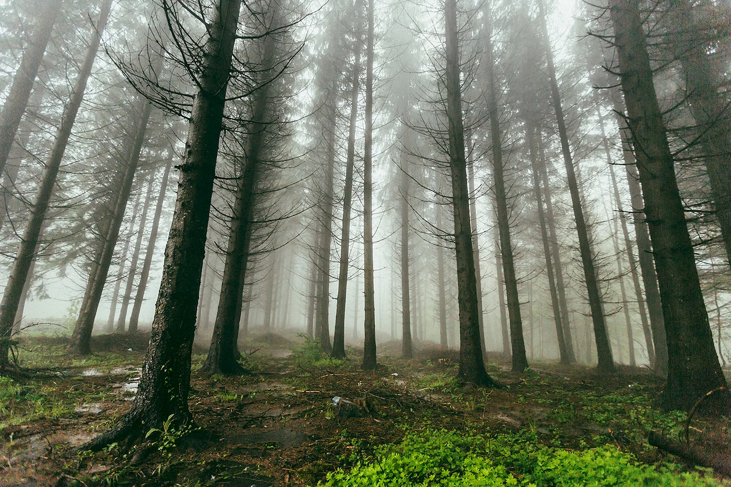 «Туман в Сосновом лесу» бурелом
