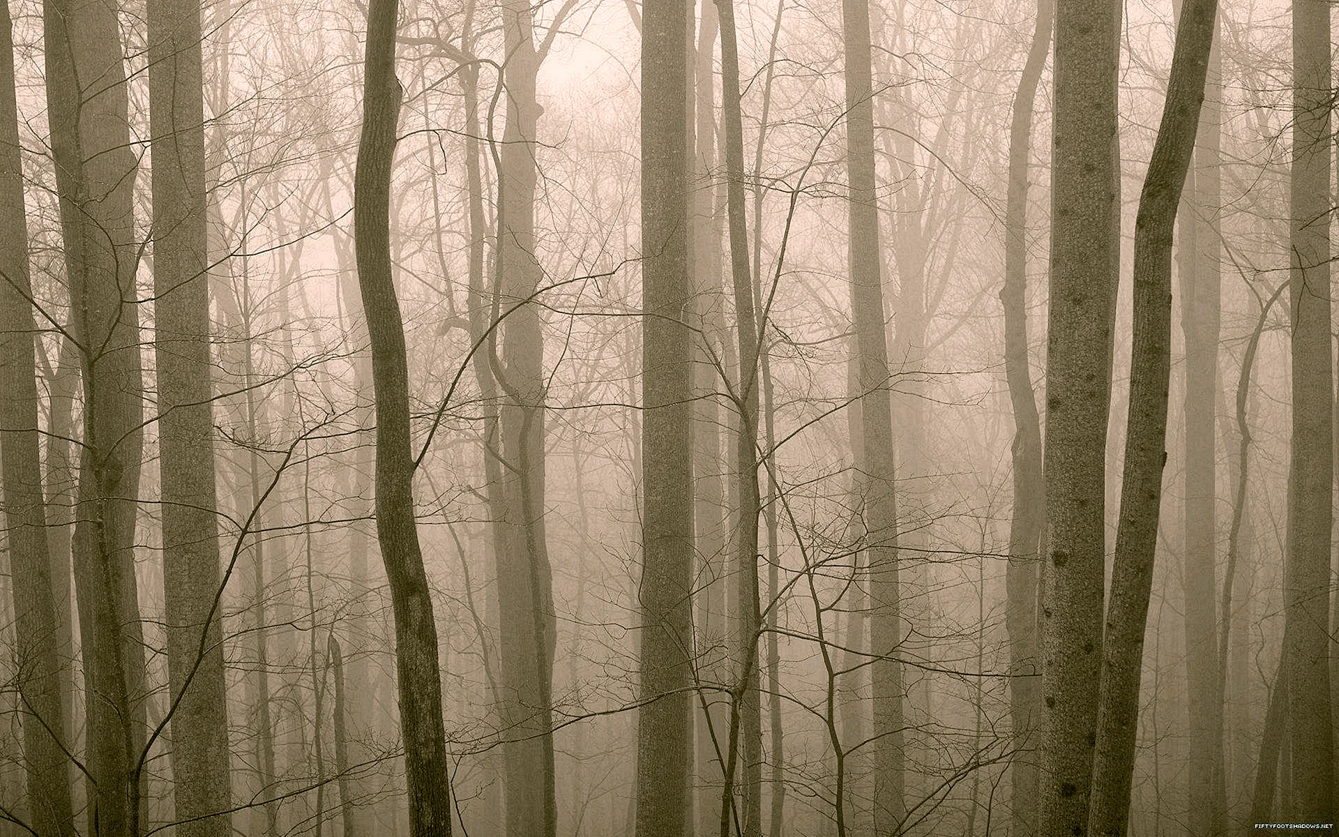 Туманный лес ikea