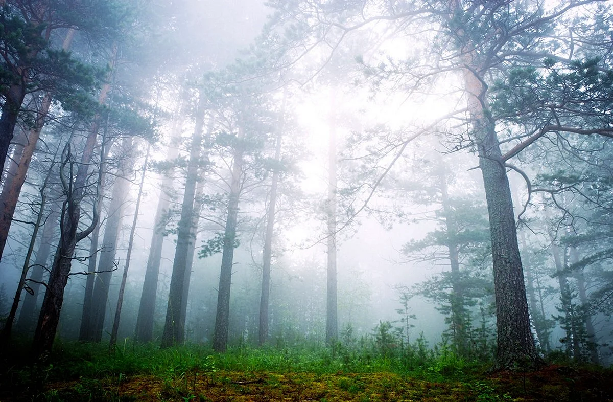 Туманный лес икеа