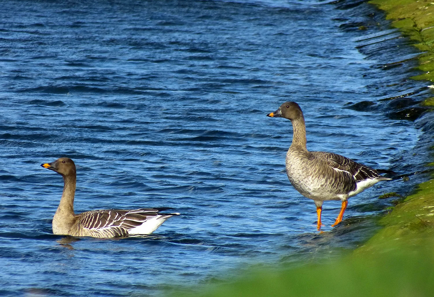 Tundra Bean Goose)