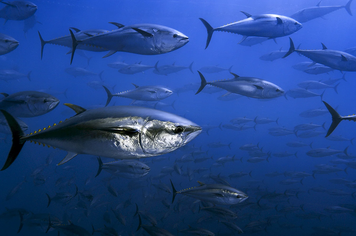 Тунец Bluefin