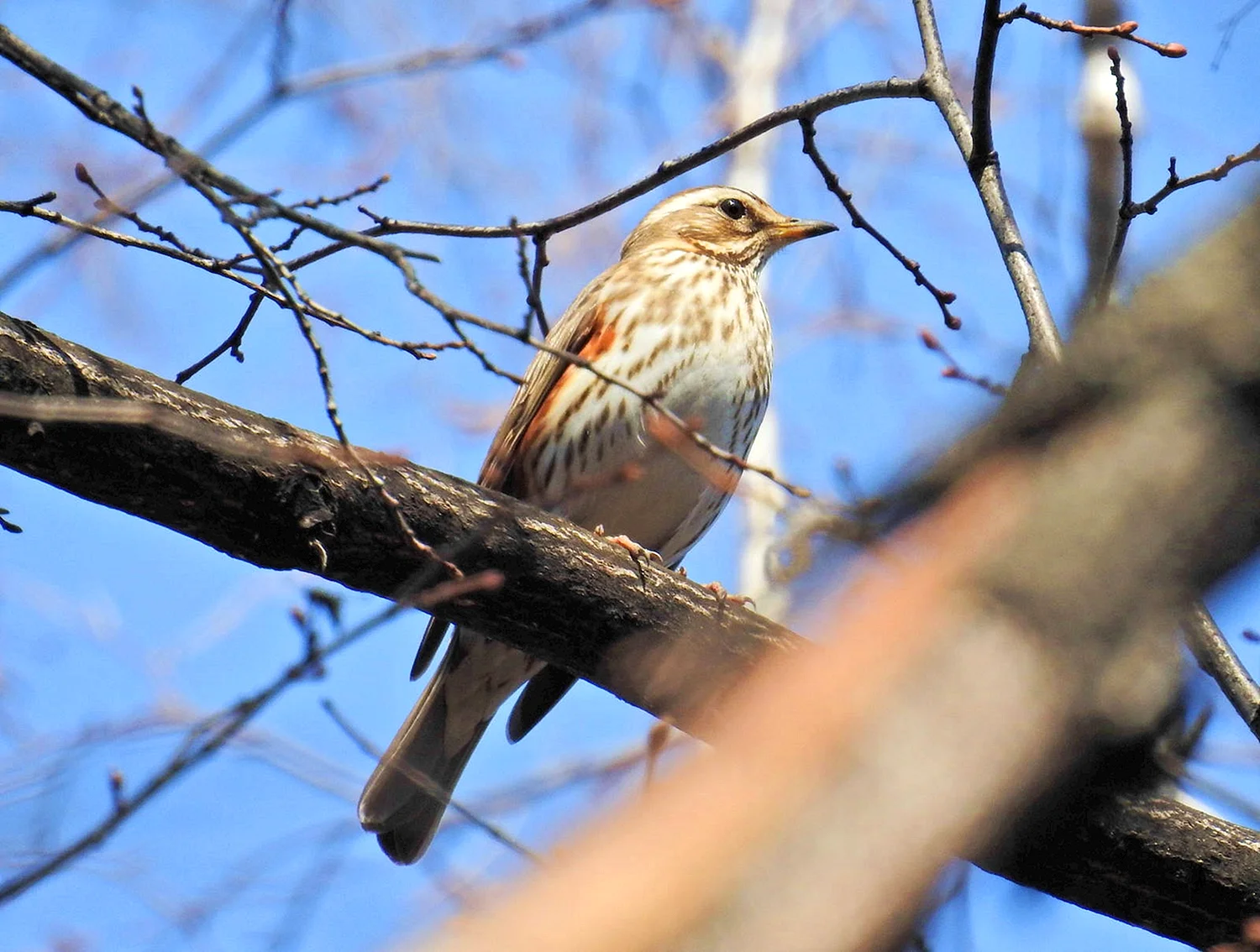 Turdus iliacus