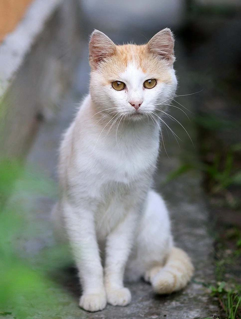 Турецкая Анатолийская кошка