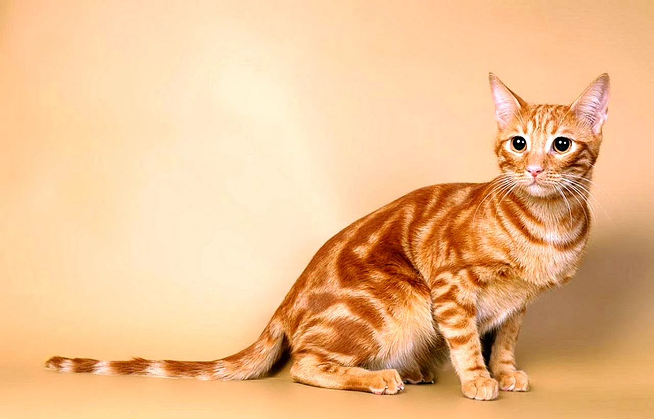 Турецкая Анатолийская кошка рыжая