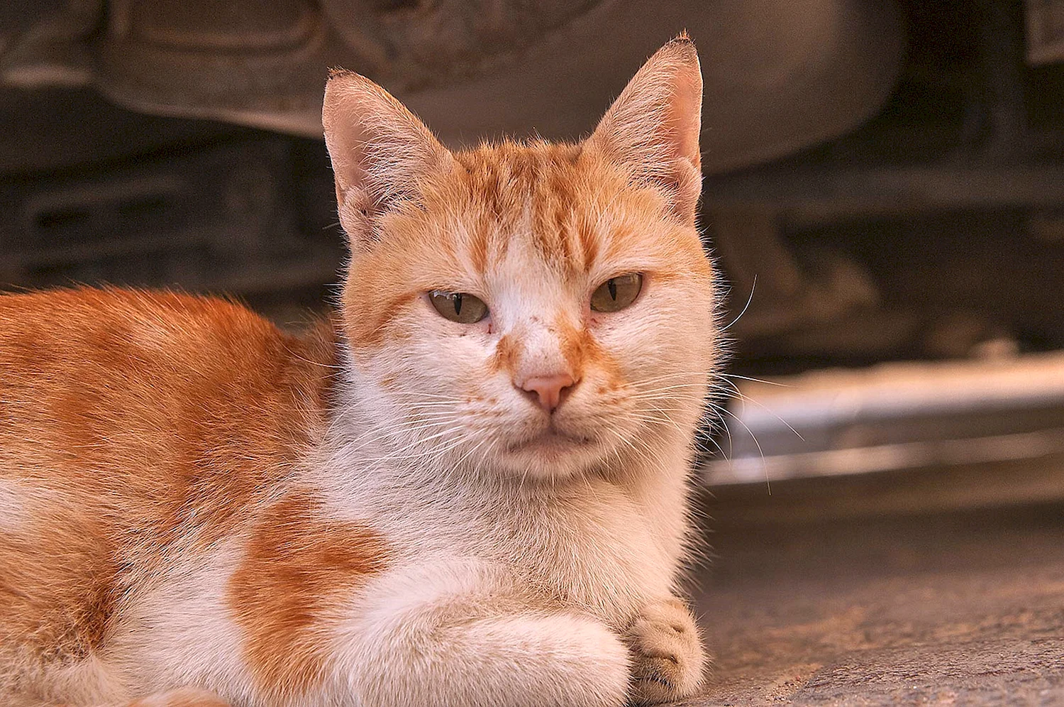 Турецкая Анатолийская кошка рыжая